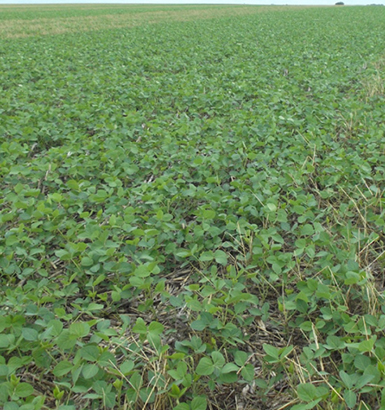 service single images