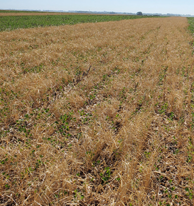 service single images