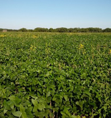 service single images