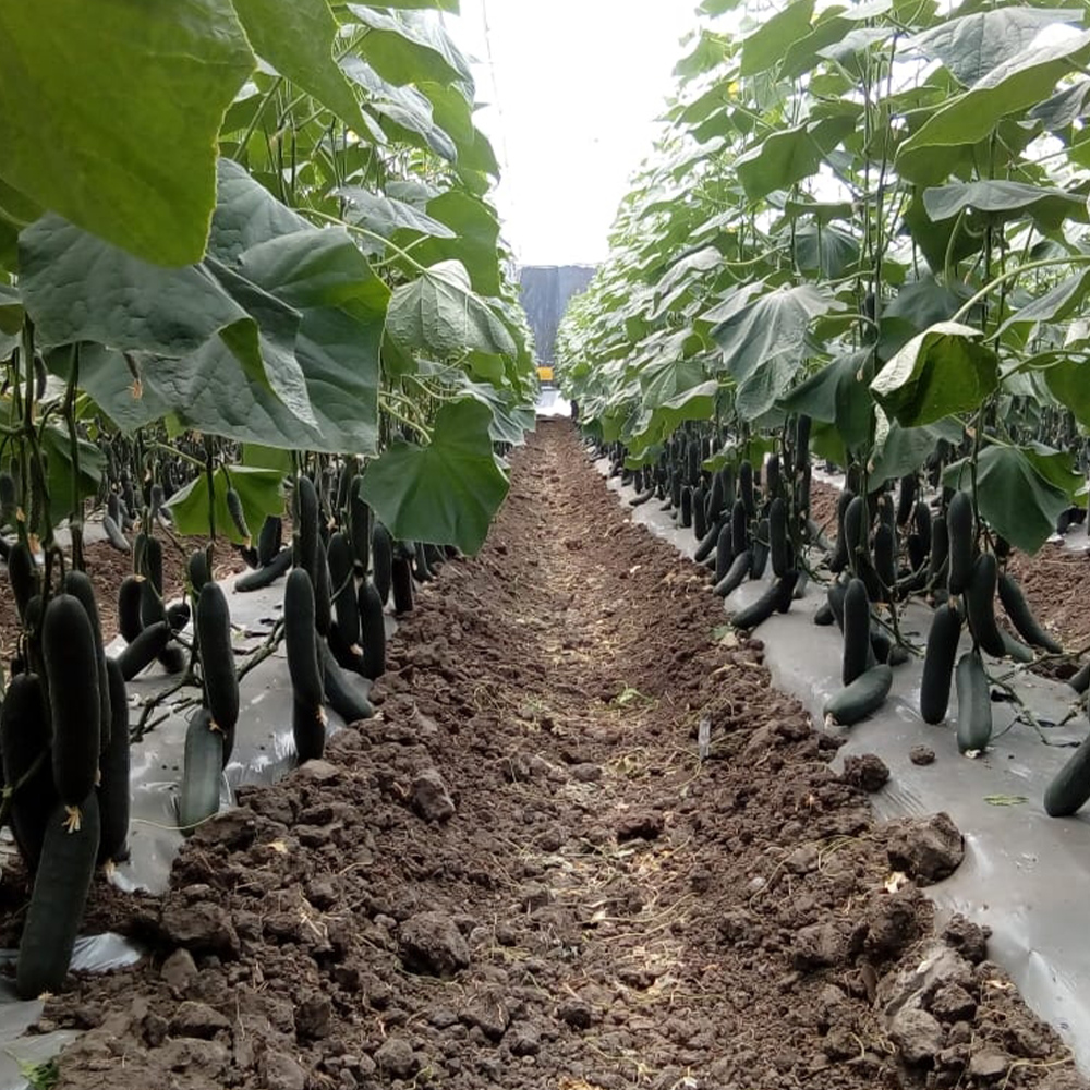 Aminofol calcio boro - Image 3