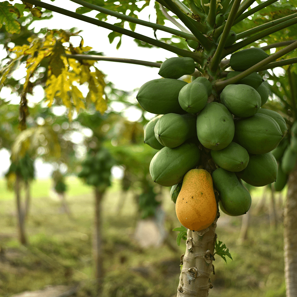 Aminofol calcio boro - Image 4