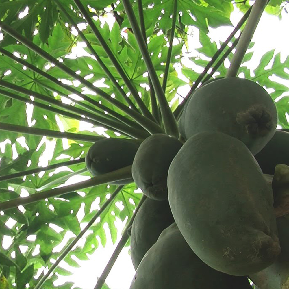 Aminofol calcio boro - Image 5