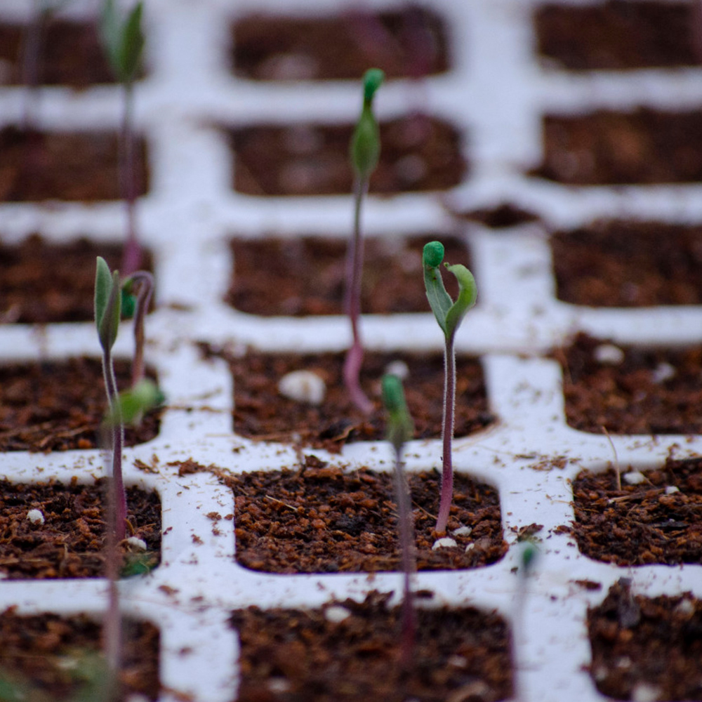 Aminofol GOLD - Image 3