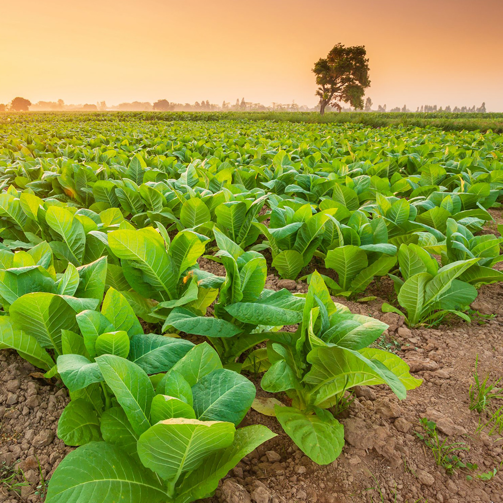 Aminofol GOLD - Image 4