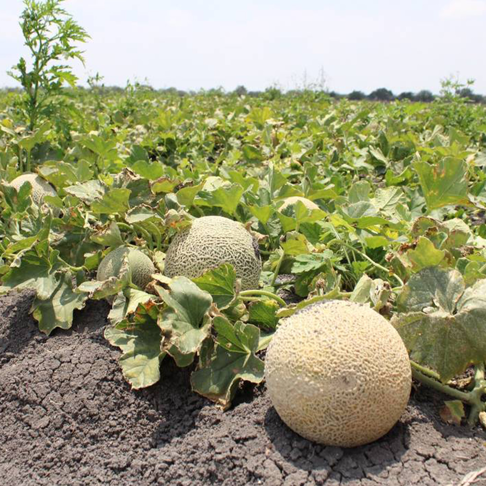 Aminofol GOLD - Image 5