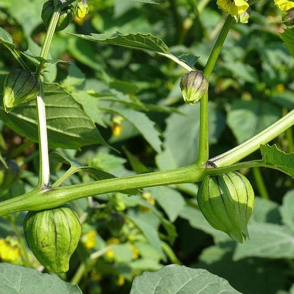 Aminofol MgFeZn - Image 3