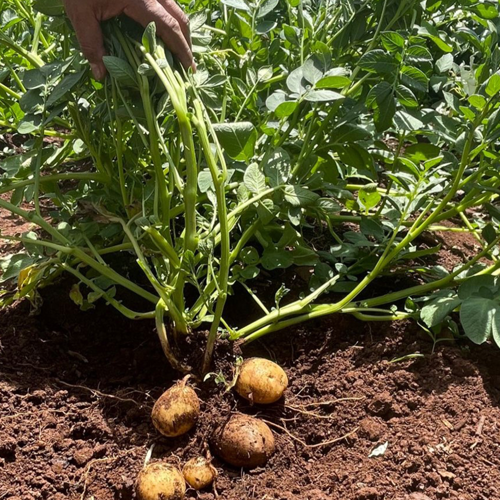 Aminofol MgFeZn - Image 4