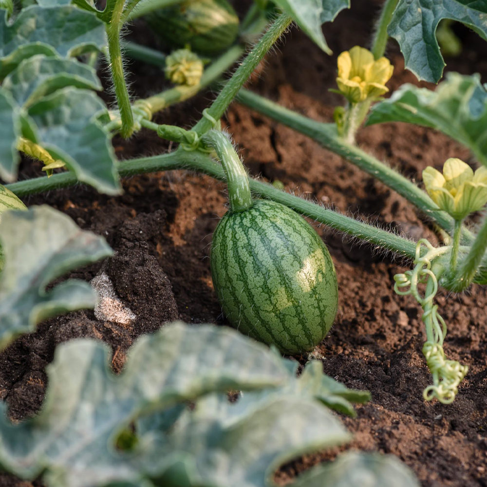 Aminofol MgFeZn - Image 5