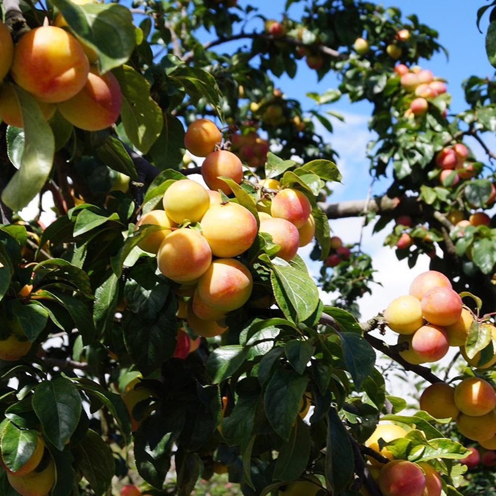 Aminofol micros - Image 3