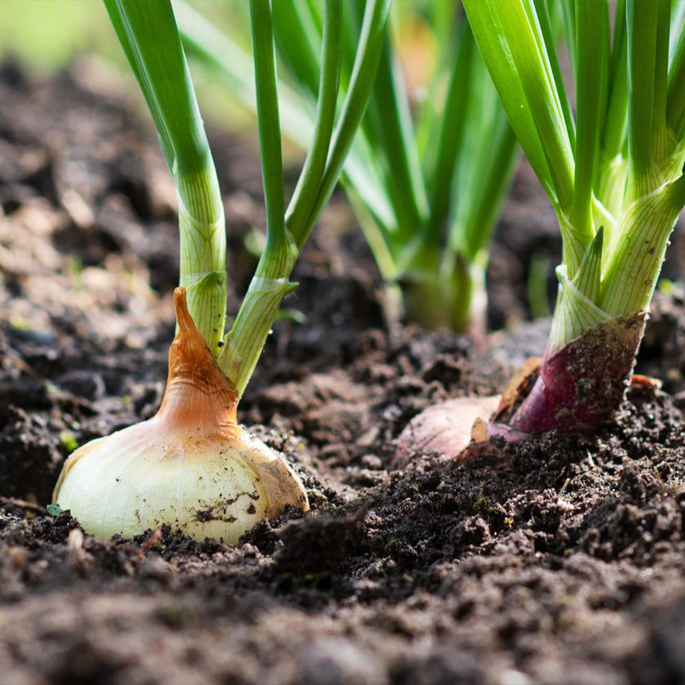 Aminofol micros - Image 4