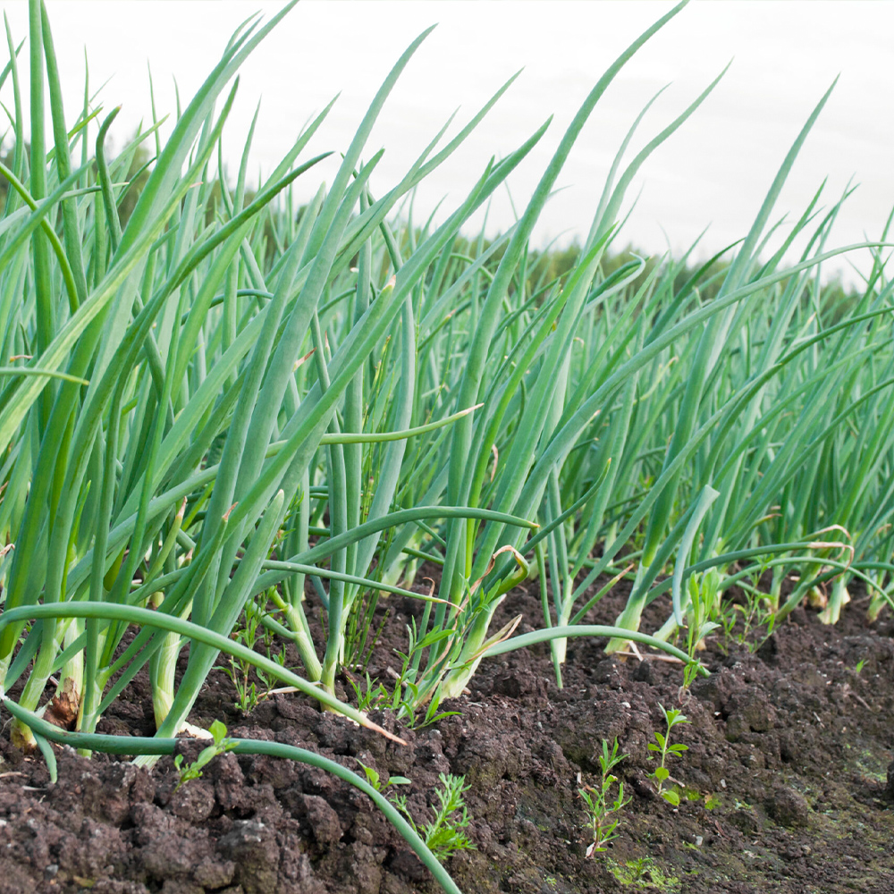 Aminofol micros - Image 5