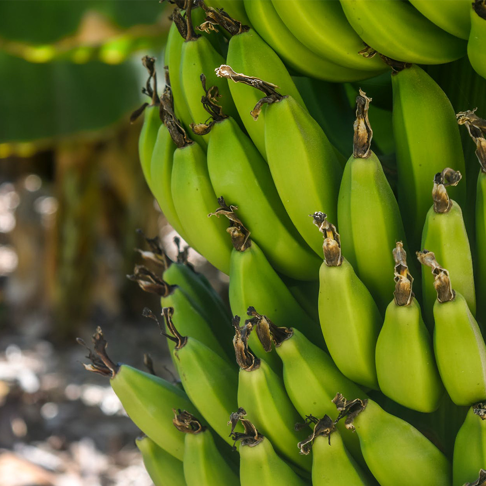 Aminofol potasio - Image 3