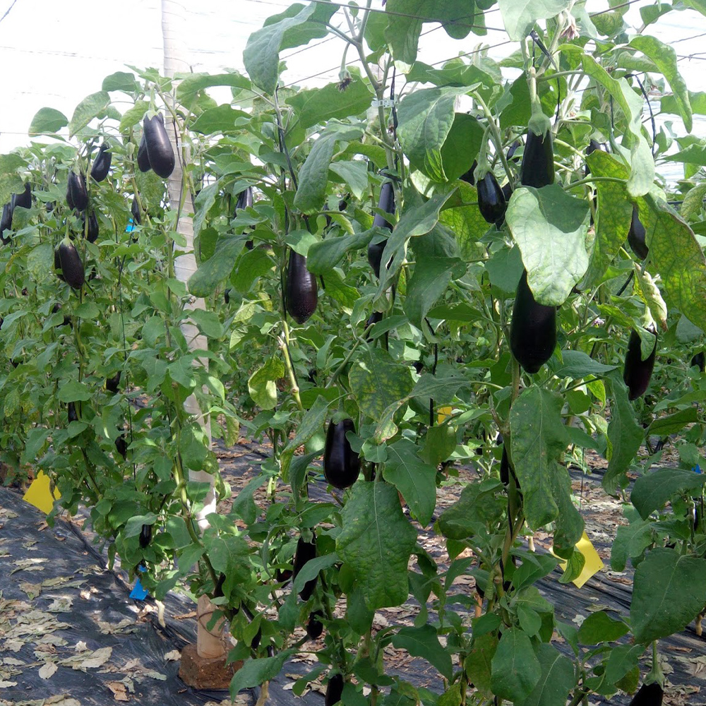 Aminofol potasio - Image 4