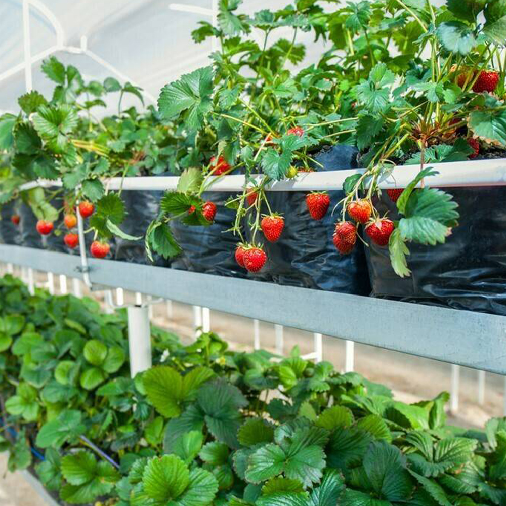 Aminofol potasio - Image 5