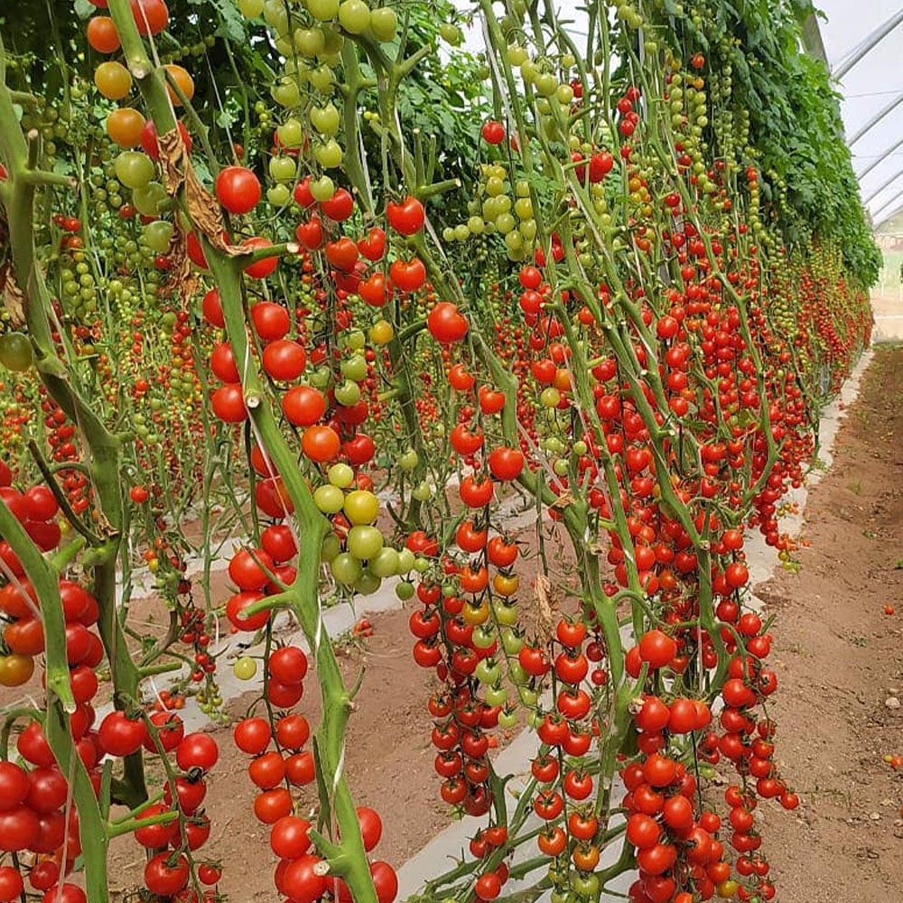 AminoStar 18 - Image 3