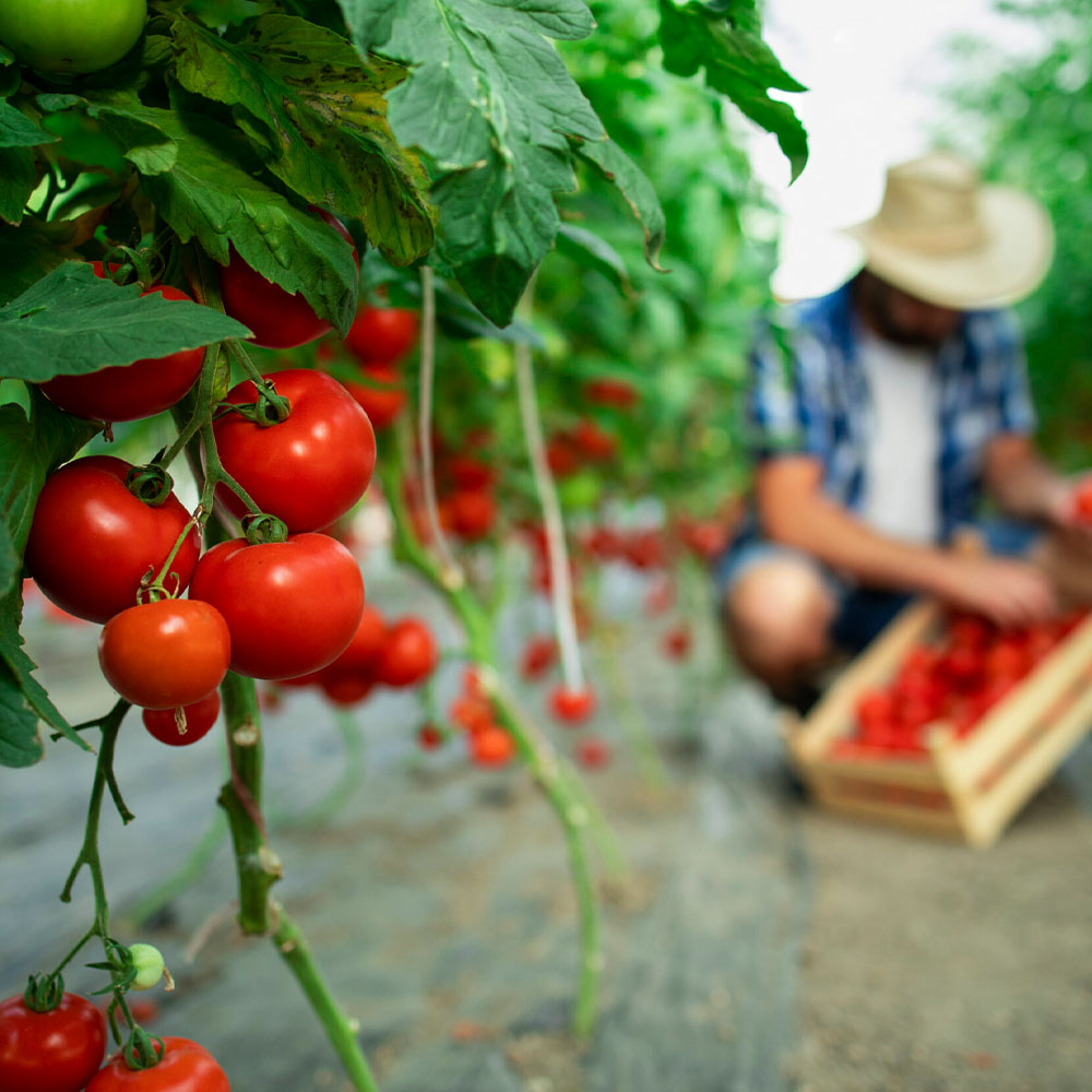 AminoStar 18 - Image 4