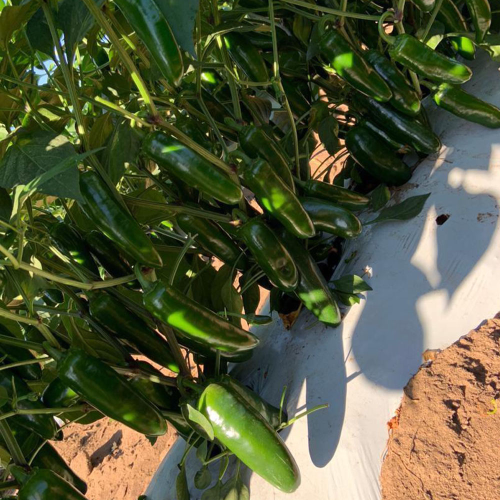 AminoStar 18 - Image 5