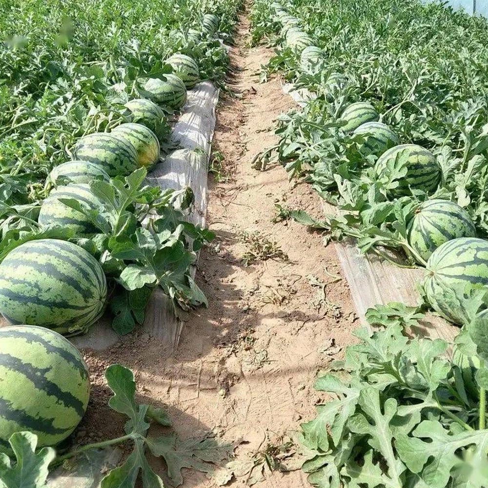 Azathron 200CE - Image 3