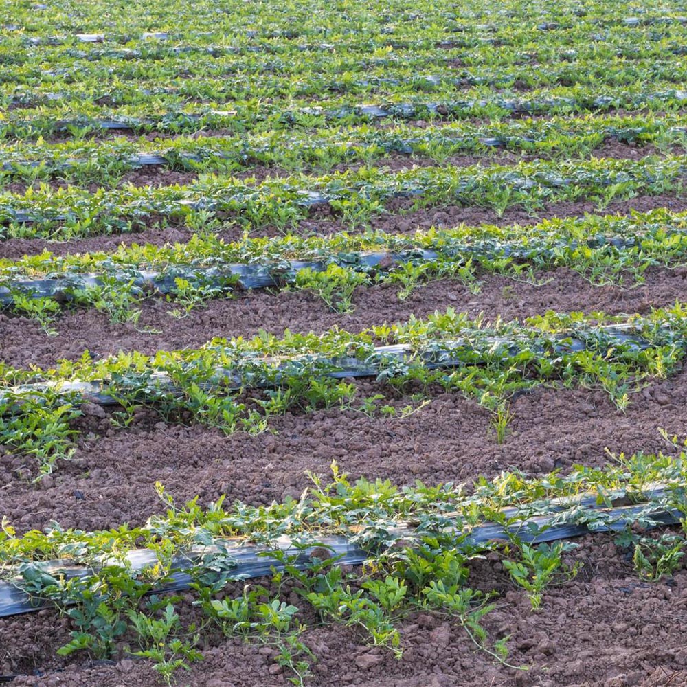 Azathron 200CE - Image 4