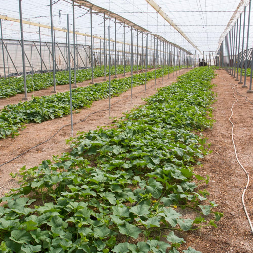 Azathron 200CE - Image 5