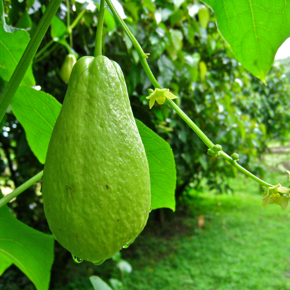 Bioquel Fe 6% EDDHA - Image 3