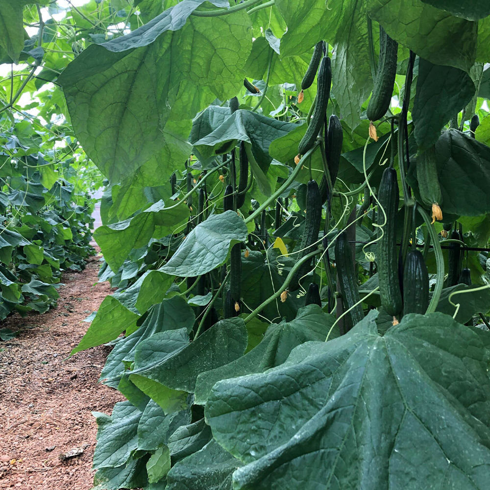 Bioquel Fe 6% EDDHA - Image 4