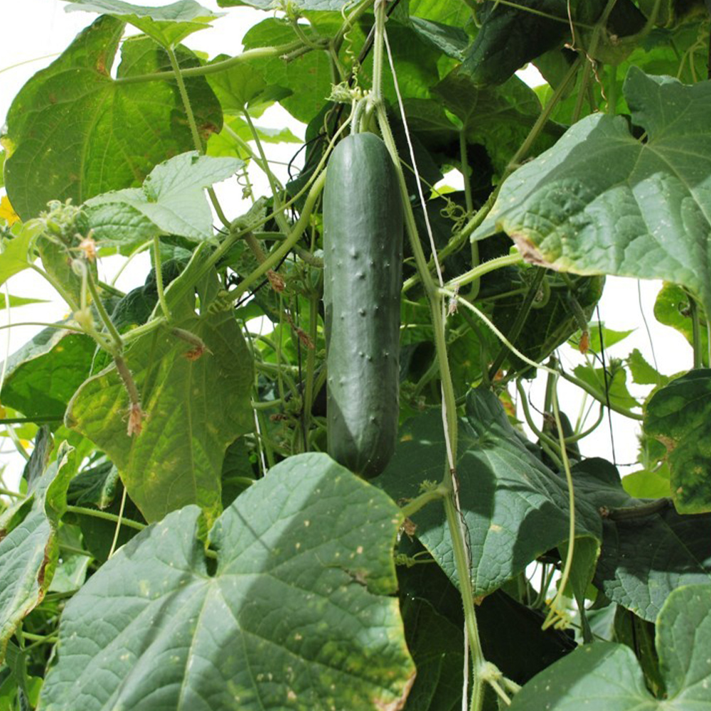 Bioquel Fe 6% EDDHA - Image 5