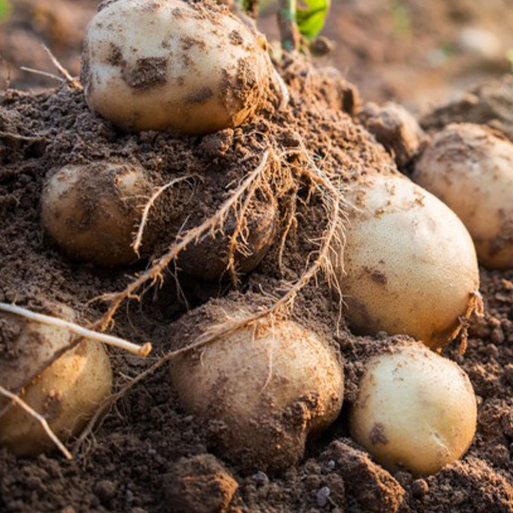 BioStarter 24 - Image 3