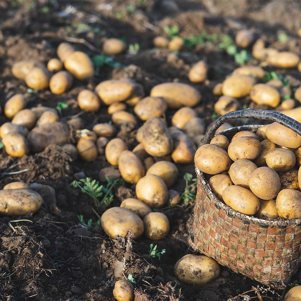 BioStarter 24 - Image 4