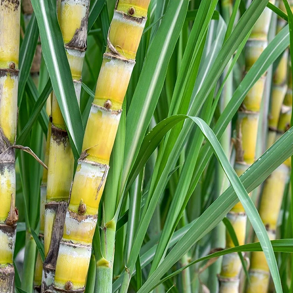 BioStarter 24 - Image 5