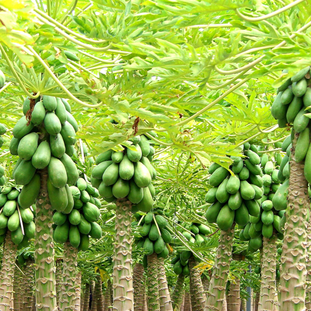 DS Max 657 - Image 3