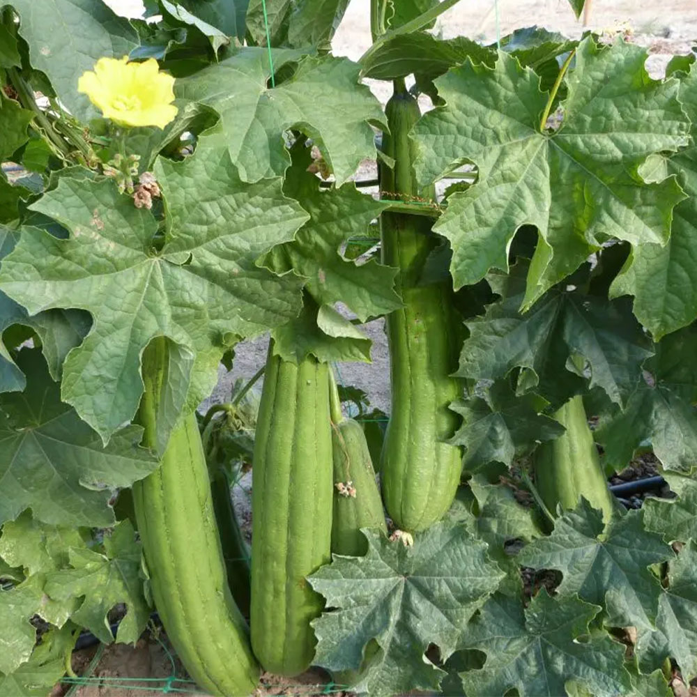 DS Max 657 - Image 4