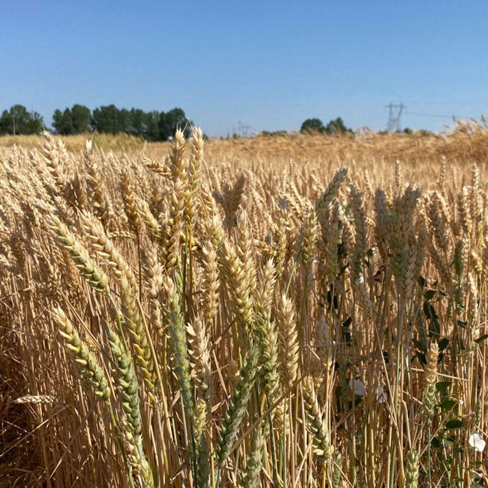 DS Max 657 - Image 5