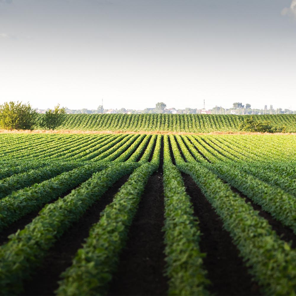 Prodesal S - Image 3