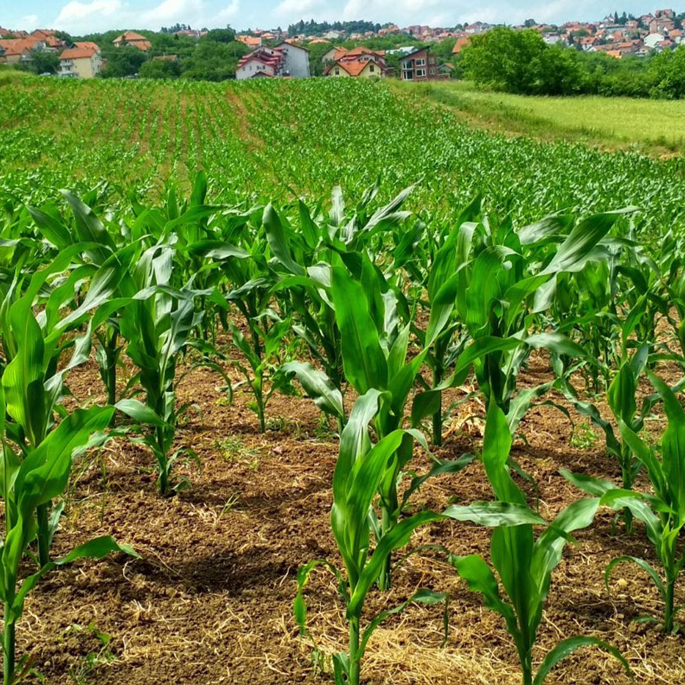 Prodesal S - Image 4