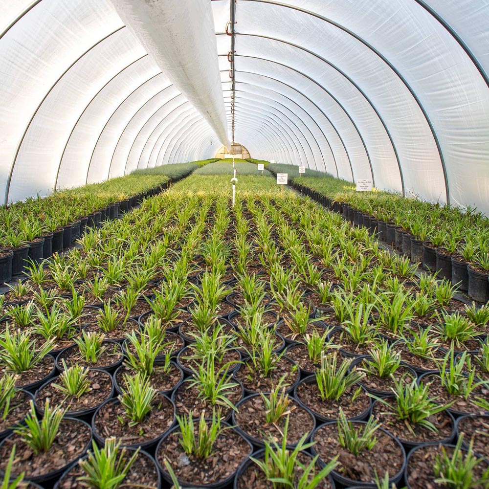 Prodesal S - Image 5