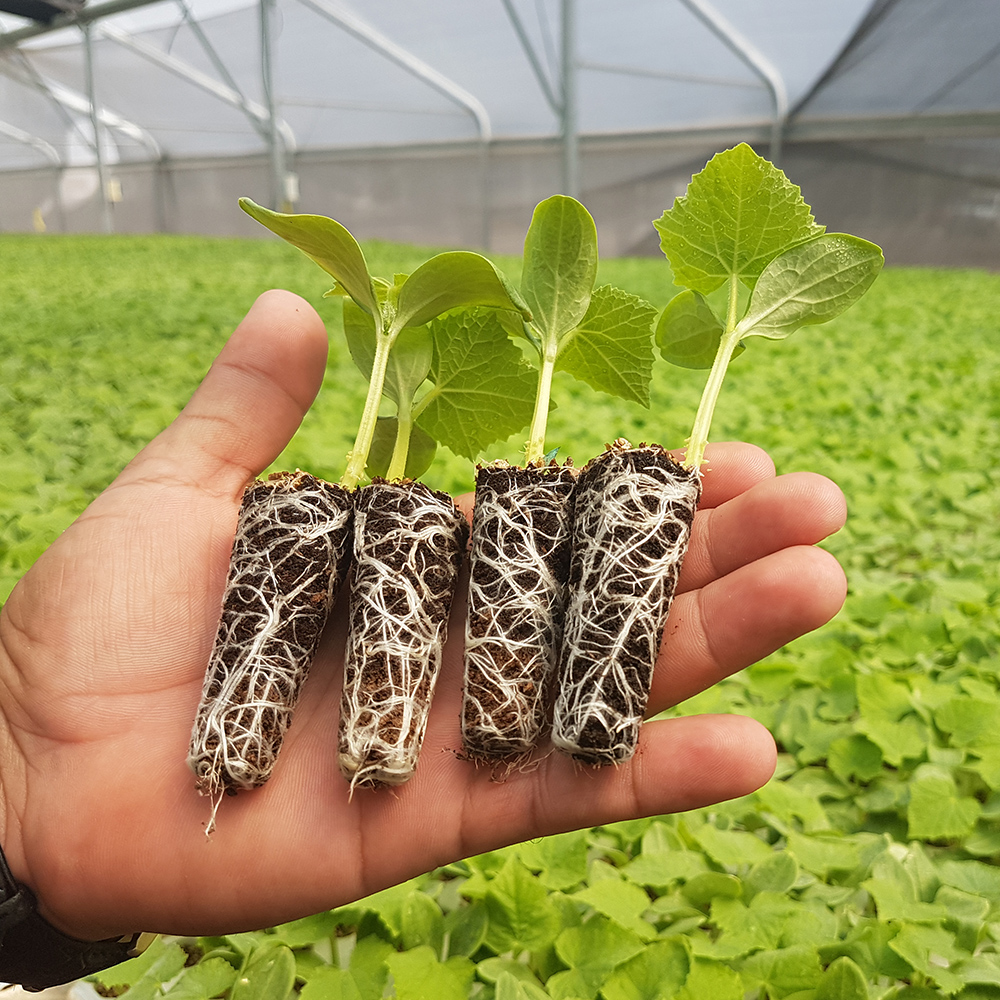 Starroot G2 - Image 3