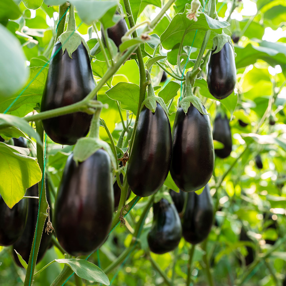 Starroot G2 - Image 4