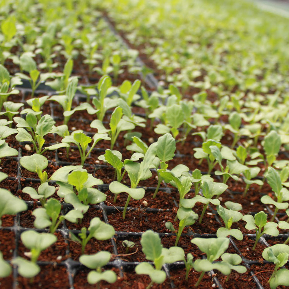 Starroot G2 - Image 5