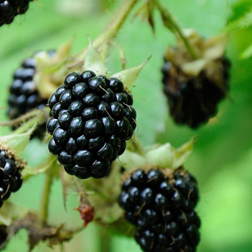 Zabiyak 3X - Image 4