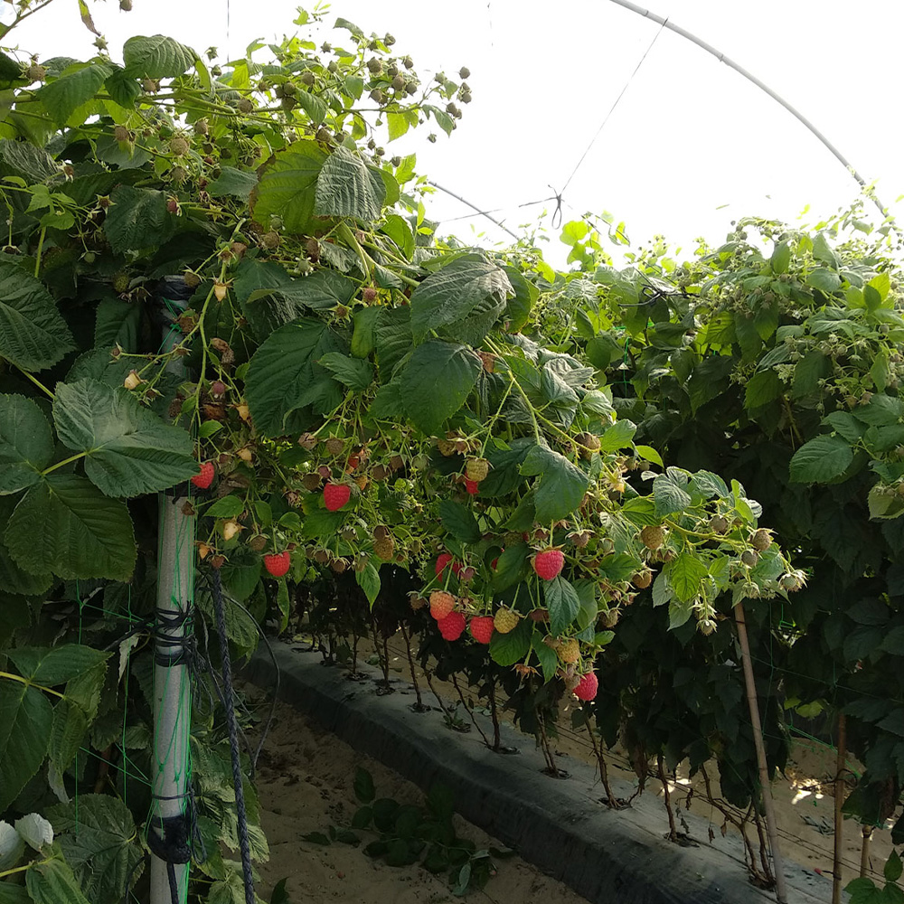 Zabiyak 3X - Image 5