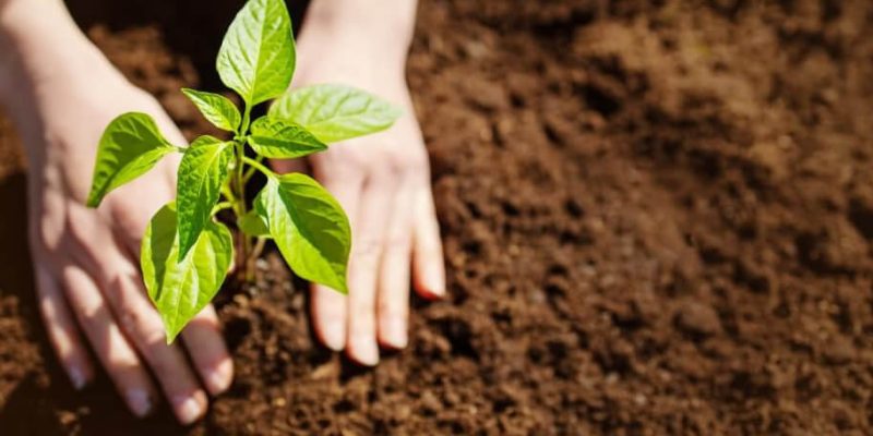 Mejoradores de Suelo