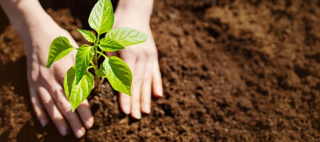 Mejoradores de Suelo