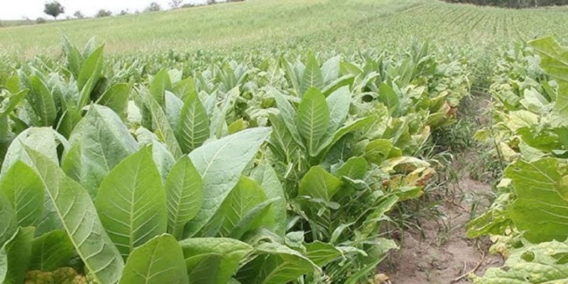 Activador Fisiológico