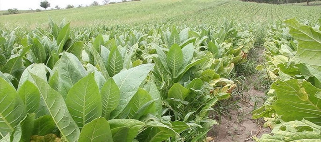 Activador Fisiológico