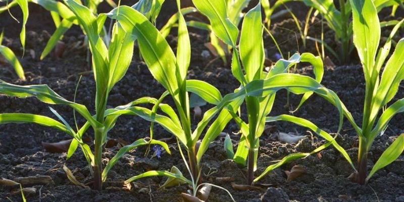 reguladores de crecimiento