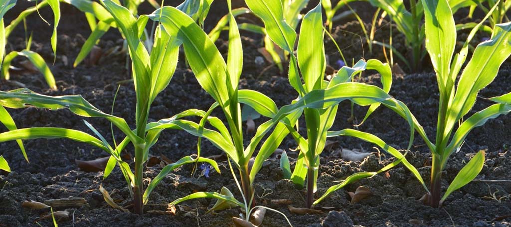 reguladores de crecimiento