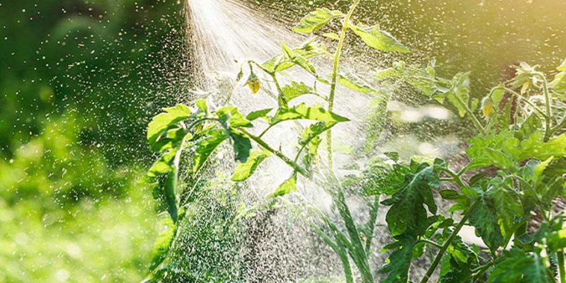 Fertilizantes Foliares