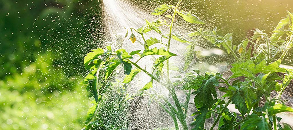 Fertilizantes Foliares