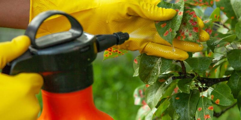 fungicidas e insecticidas